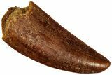 Serrated Raptor Tooth - Real Dinosaur Tooth #299661-1